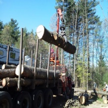 Tree Removal Service in Hollis, New Hampshire