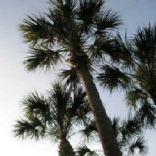 Commercial Tree Trimming in Cocoa, Florida