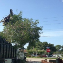 Tree Removal in Cocoa, Florida