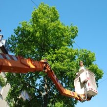 Tree Trimmer in Etoile, Texas