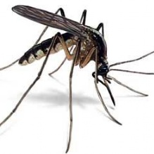 Mosquito Control in Conyers, Georgia