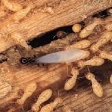 Termite Inspections in Conyers, Georgia