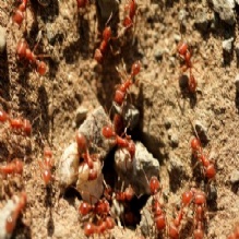 Termite Baiting System in Campbellsville, Kentucky