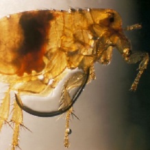 Termite Control in Barboursville, West Virginia