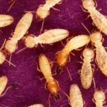 Termites in Barboursville, West Virginia