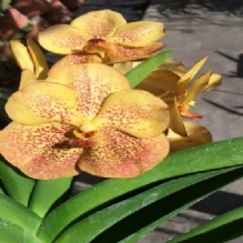 Blooming Orchids in Miami, Florida