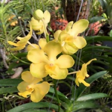 Orchids Pots in Miami, Florida