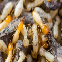Termite Control in Kalispell, Montana