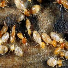 Ant Exterminator in Kalispell, Montana