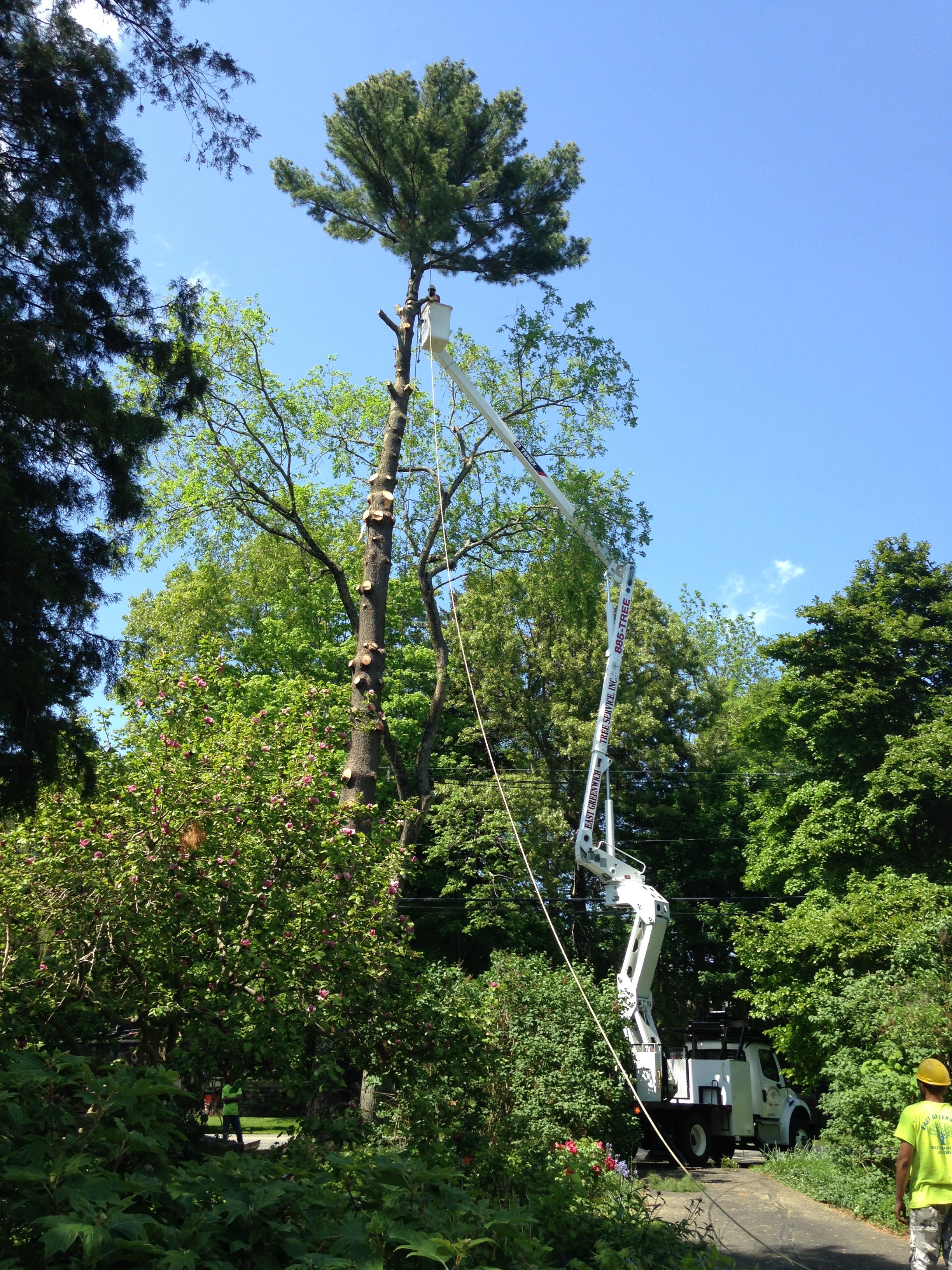 Tree Removal in East Greenwich, Rhode Island