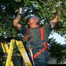 Removing Trees in Summerfield, Florida