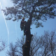 Tree Trimming in Port Haywood, Virginia