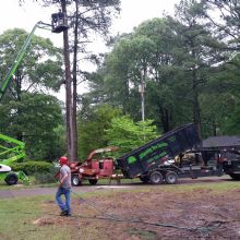 Tree Removal in Port Haywood, Virginia