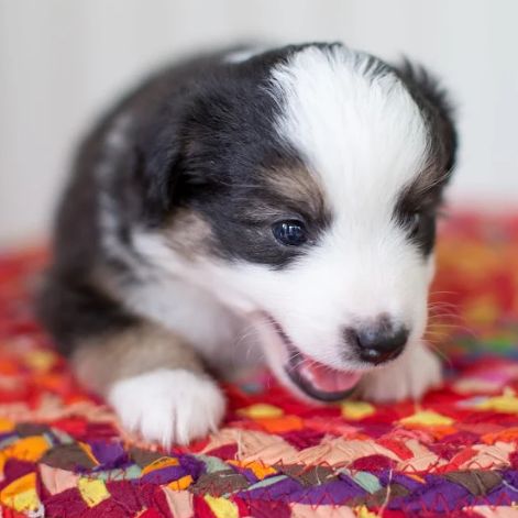 Blue Eyed Blue Merle Puppies in Antrim, New Hampshire