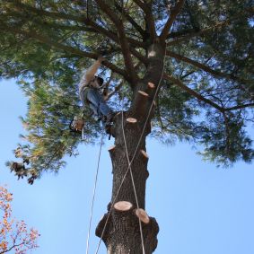 Affordable Tree Service in Kirkwood, Missouri