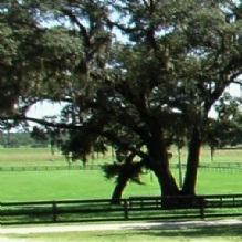 Horse Training in Sorrento, Florida
