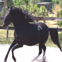 Horse Boarding Stable in Sorrento, Florida
