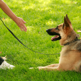 Dog Training in Springfield, OR