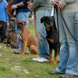 Dog Training in Belleville, MI