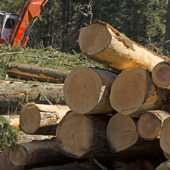 Logging Companies in Franklin, TN