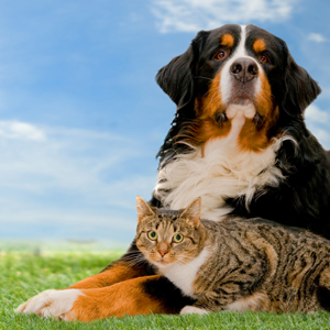 Pet Grooming in Saluda, South Carolina