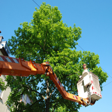 Tree Pruning in Burbank, California