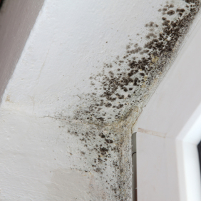 Mold Remediation in Zephyrhills, Florida