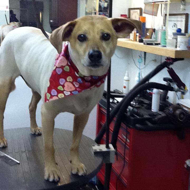 Doggie-Do Grooming and Boarding Photo
