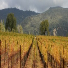 Six Sigma Ranch and Winery Photo