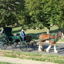 Horse Carriage Rides in Kansas City, Missouri