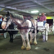 Horse Carriage Rides in Kansas City, Missouri