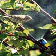 Bird Watching in Darien, Connecticut