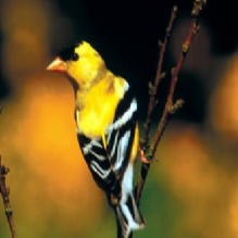 Bird Feeder in Darien, Connecticut