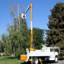 Tree Removal Service in South Jordan, Utah