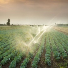 Farming Sprinklers in Ruskin, Florida