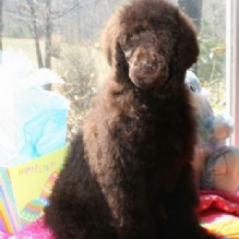 Poodle Puppies in Morehead, Kentucky