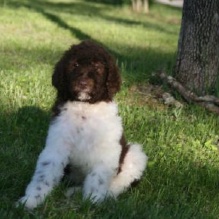 Red Standard Poodle Puppies in Morehead, Kentucky