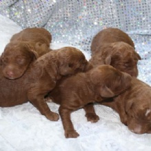 Red Poodle Puppies in Morehead, Kentucky