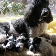 Parti Standard Poodles in Morehead, Kentucky