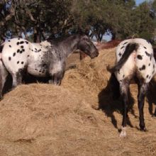 Appaloosa Horses Sales & Breeding in Goliad, Texas