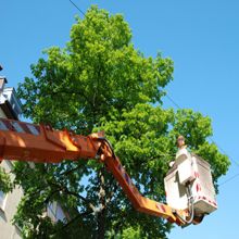 Tree Trimming in Elkton, Maryland