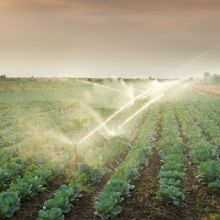 Agricultural Pesticide Services in Newport, Arkansas