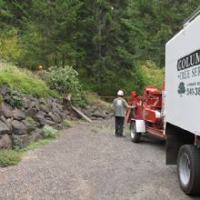 Tree Service in Hood River, Oregon