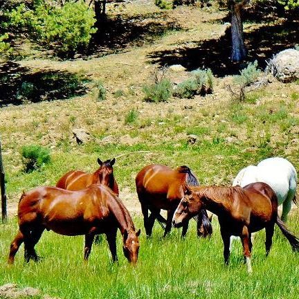 Horse in Mancos, Colorado
