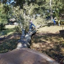 Tree Trimming in Lexa, Arkansas