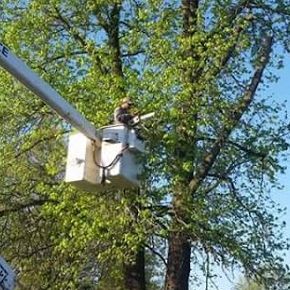 Tree Reduction in Lexa, Arkansas