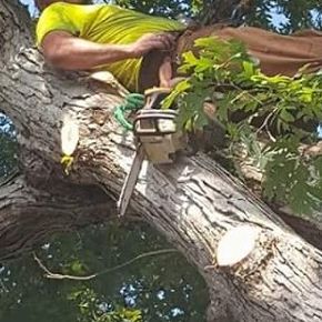 Tree Topping in Lexa, Arkansas