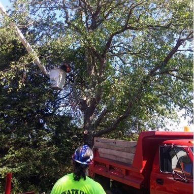 Tree Removal in Charlestown, Rhode Island