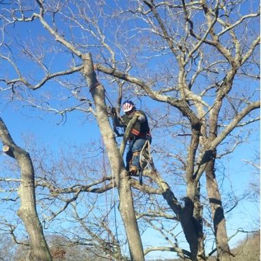 Free Tree Estimates in Charlestown, Rhode Island