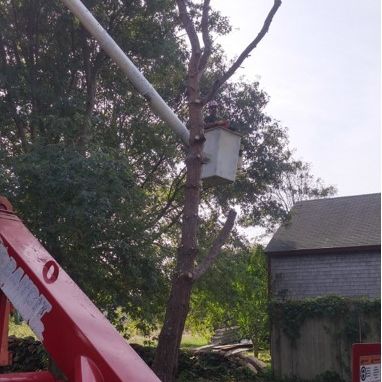 Full Insured Tree Companies in Charlestown, Rhode Island